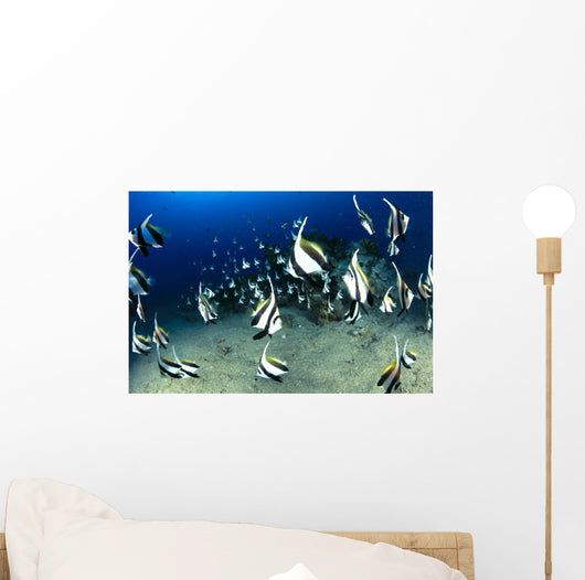 Hawaii, Reef Scene With Pennantfish School C1971 Wall Mural