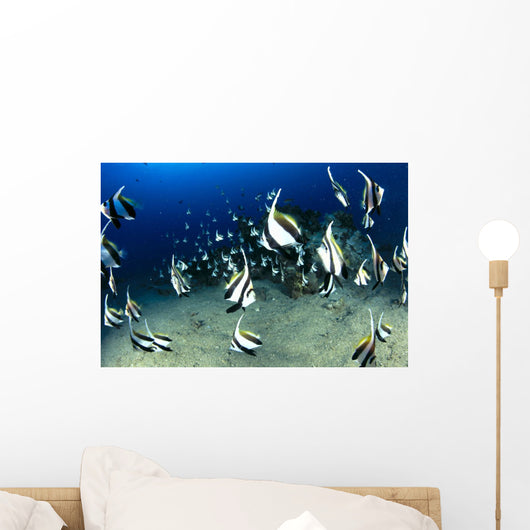 Hawaii, Reef Scene With Pennantfish School C1971 Wall Mural