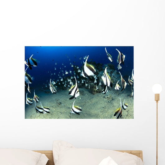 Hawaii, Reef Scene With Pennantfish School C1971 Wall Mural