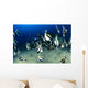 Hawaii, Reef Scene With Pennantfish School C1971 Wall Mural
