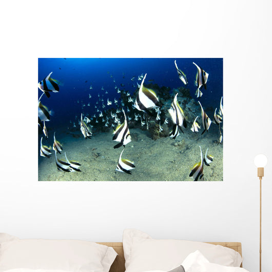 Hawaii, Reef Scene With Pennantfish School C1971 Wall Mural