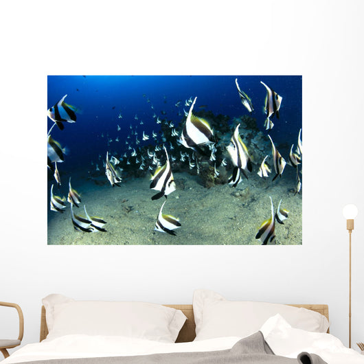 Hawaii, Reef Scene With Pennantfish School C1971 Wall Mural