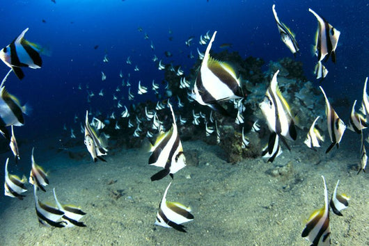 Hawaii, Reef Scene With Pennantfish School C1971 Wall Mural