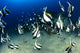 Hawaii, Reef Scene With Pennantfish School C1971 Wall Mural