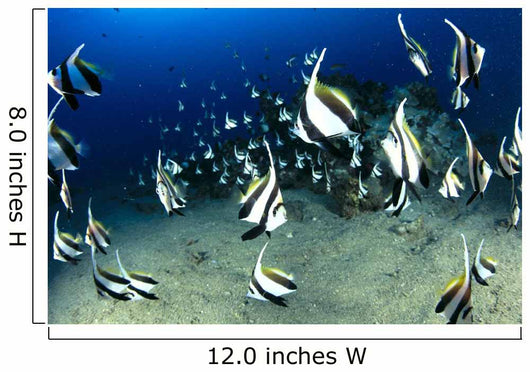 Hawaii, Reef Scene With Pennantfish School C1971 Wall Mural