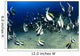 Hawaii, Reef Scene With Pennantfish School C1971 Wall Mural