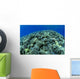 Hawaii, Cauliflower Coral With Surface Reflections C1939 Wall Mural