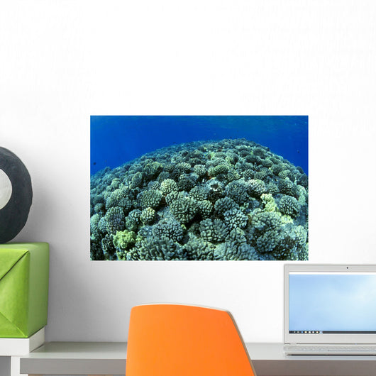 Hawaii, Cauliflower Coral With Surface Reflections C1939 Wall Mural