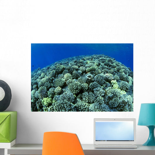 Hawaii, Cauliflower Coral With Surface Reflections C1939 Wall Mural