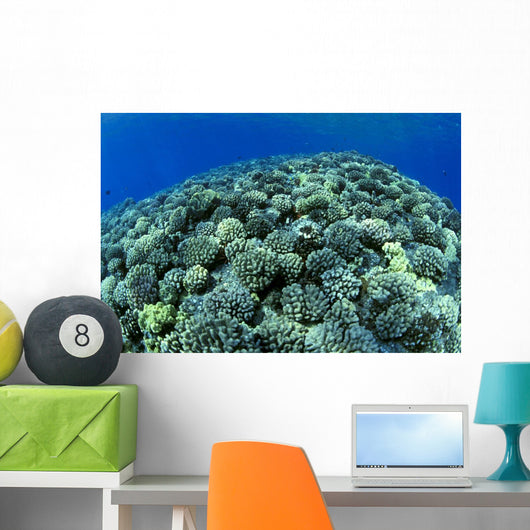 Hawaii, Cauliflower Coral With Surface Reflections C1939 Wall Mural