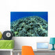 Hawaii, Cauliflower Coral With Surface Reflections C1939 Wall Mural