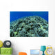 Hawaii, Cauliflower Coral With Surface Reflections C1939 Wall Mural