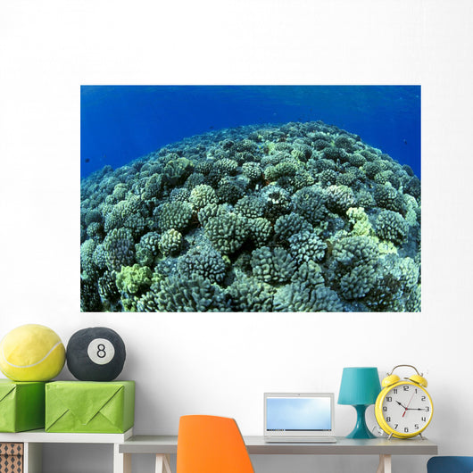 Hawaii, Cauliflower Coral With Surface Reflections C1939 Wall Mural