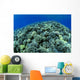 Hawaii, Cauliflower Coral With Surface Reflections C1939 Wall Mural
