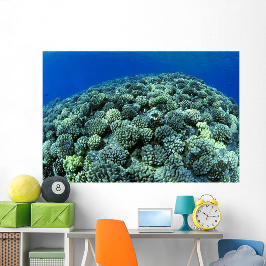 Hawaii, Cauliflower Coral With Surface Reflections C1939 Wall Mural