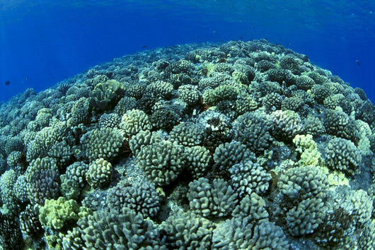 Hawaii, Cauliflower Coral With Surface Reflections C1939 Wall Mural