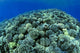 Hawaii, Cauliflower Coral With Surface Reflections C1939 Wall Mural