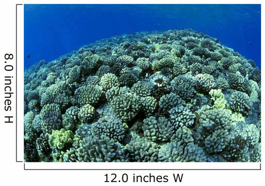 Hawaii, Cauliflower Coral With Surface Reflections C1939 Wall Mural
