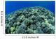 Hawaii, Cauliflower Coral With Surface Reflections C1939 Wall Mural