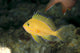 Hawaii, Lanai, Pseudanthias Fuscipinnis Close-Up C1936 Wall Mural