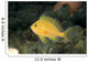 Hawaii, Lanai, Pseudanthias Fuscipinnis Close-Up C1936 Wall Mural