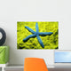 Close-Up Of Blue Starfish On Poritirs Coral C1921 Wall Mural