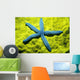 Close-Up Of Blue Starfish On Poritirs Coral C1921 Wall Mural