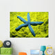 Close-Up Of Blue Starfish On Poritirs Coral C1921 Wall Mural