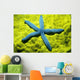 Close-Up Of Blue Starfish On Poritirs Coral C1921 Wall Mural