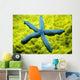 Close-Up Of Blue Starfish On Poritirs Coral C1921 Wall Mural
