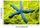 Close-Up Of Blue Starfish On Poritirs Coral C1921 Wall Mural