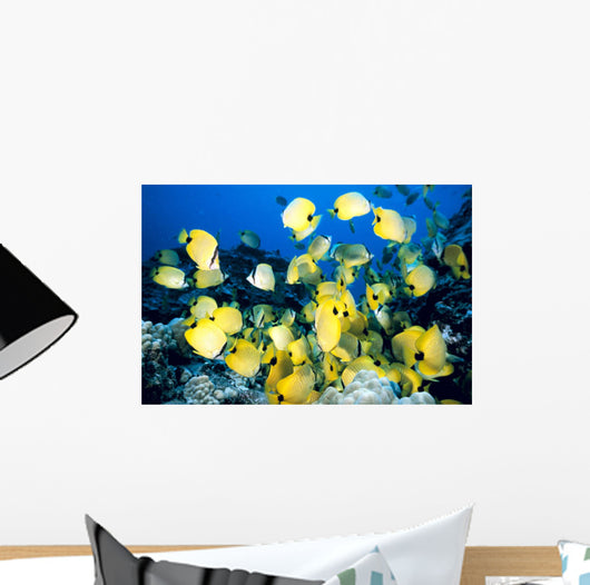 Hawaii, School Of Lined Butterflyfish C1945 Wall Mural
