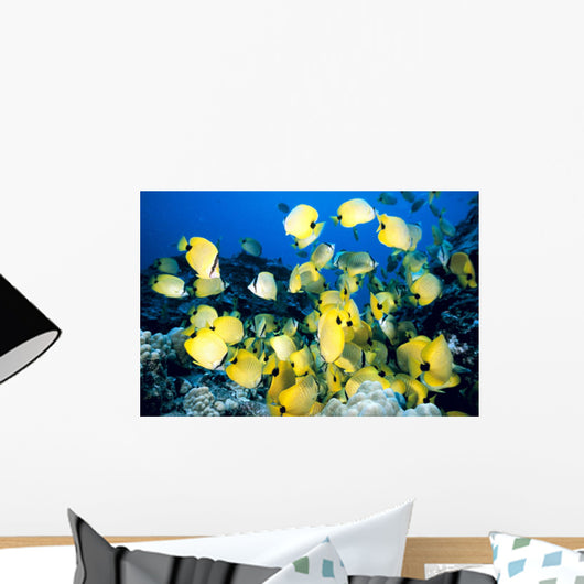 Hawaii, School Of Lined Butterflyfish C1945 Wall Mural