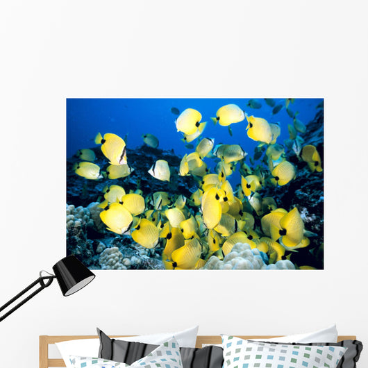 Hawaii, School Of Lined Butterflyfish C1945 Wall Mural