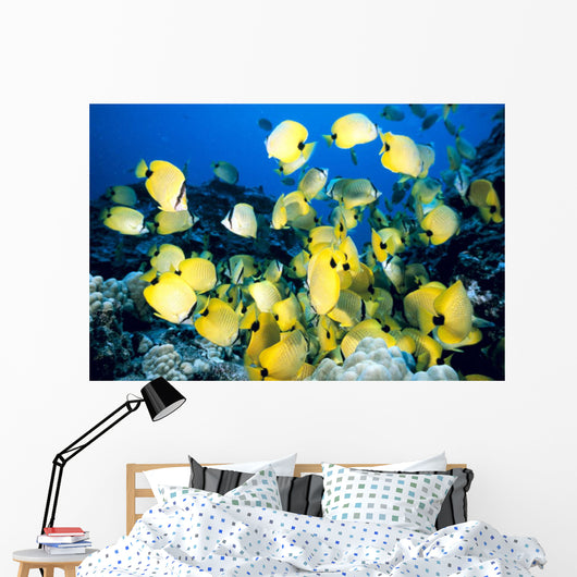 Hawaii, School Of Lined Butterflyfish C1945 Wall Mural