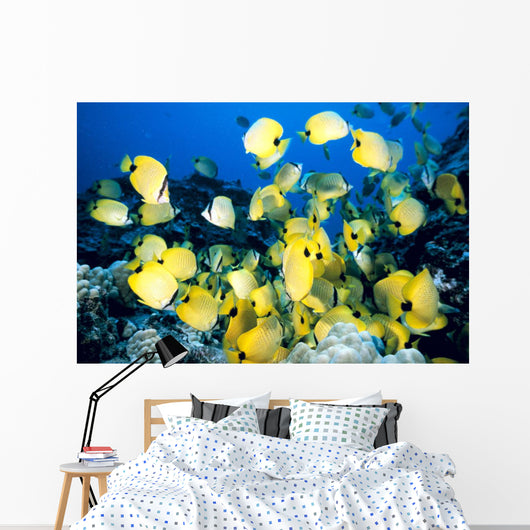 Hawaii, School Of Lined Butterflyfish C1945 Wall Mural