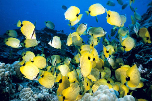 Hawaii, School Of Lined Butterflyfish C1945 Wall Mural