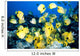 Hawaii, School Of Lined Butterflyfish C1945 Wall Mural