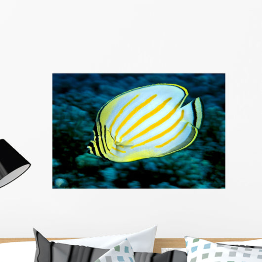 Hawaii, Ornate Butterflyfish Close-Up Side View C1930 Wall Mural