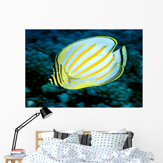 Hawaii, Ornate Butterflyfish Close-Up Side View C1930 Wall Mural