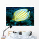 Hawaii, Ornate Butterflyfish Close-Up Side View C1930 Wall Mural