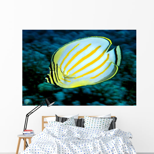 Hawaii, Ornate Butterflyfish Close-Up Side View C1930 Wall Mural