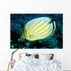 Hawaii, Ornate Butterflyfish Close-Up Side View C1930 Wall Mural