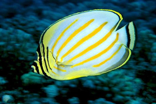 Hawaii, Ornate Butterflyfish Close-Up Side View C1930 Wall Mural