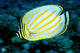 Hawaii, Ornate Butterflyfish Close-Up Side View C1930 Wall Mural