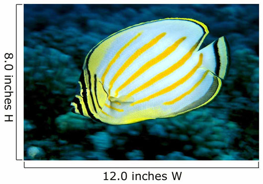 Hawaii, Ornate Butterflyfish Close-Up Side View C1930 Wall Mural