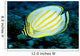 Hawaii, Ornate Butterflyfish Close-Up Side View C1930 Wall Mural