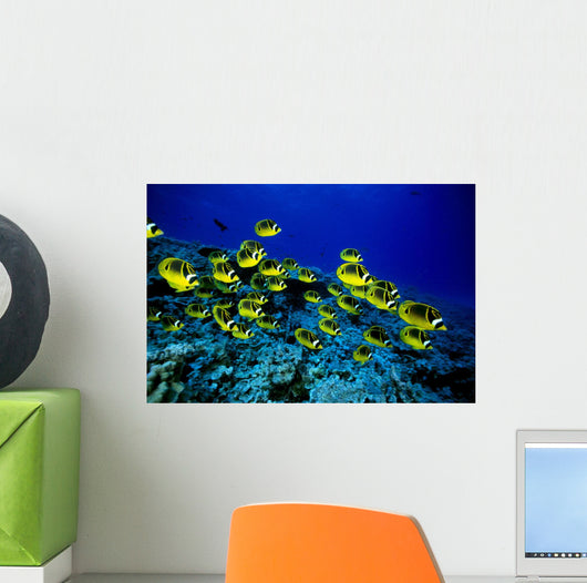 Hawaii, Schooling Raccoon Butterflyfish Over Reef C1914 Wall Mural