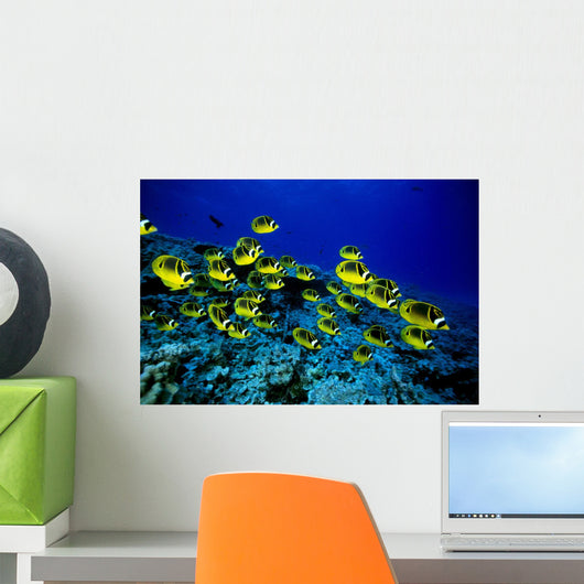Hawaii, Schooling Raccoon Butterflyfish Over Reef C1914 Wall Mural