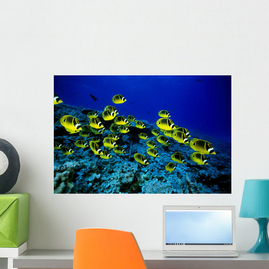 Hawaii, Schooling Raccoon Butterflyfish Over Reef C1914 Wall Mural